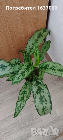 Аглаонема Амелия, снимка 2 - Стайни растения - 52797807