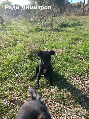 ПОДАРЯВАМ КУЧЕНЦА, снимка 7 - Други - 52297955