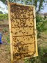 Пчелни отводки 2024г, снимка 4