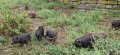виетнамски прасета , снимка 1