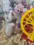 Продавам хамстерче, снимка 1