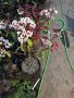 Фотиня, снимка 1 - Градински цветя и растения - 40726229