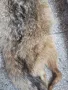 кожа от лисица, снимка 4
