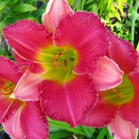 Продавам Цветя Хемерокалис - за пролетно засаждане, снимка 6 - Разсади - 36687859