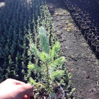 Сребрист Смърч-(Picea Pungens Glauca), снимка 5 - Градински цветя и растения - 32902092