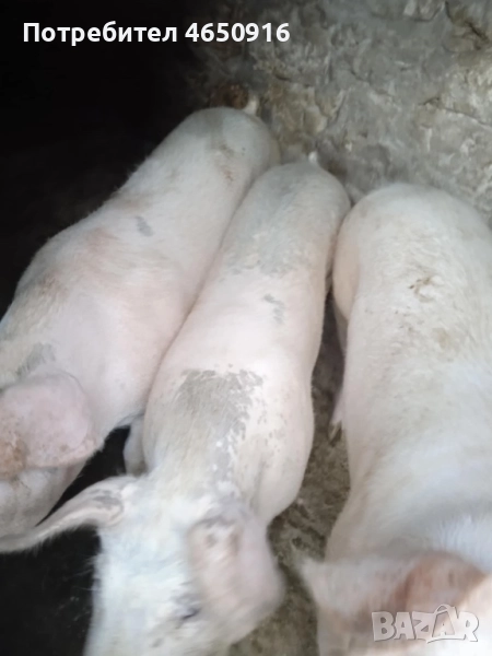 Прасета, снимка 1