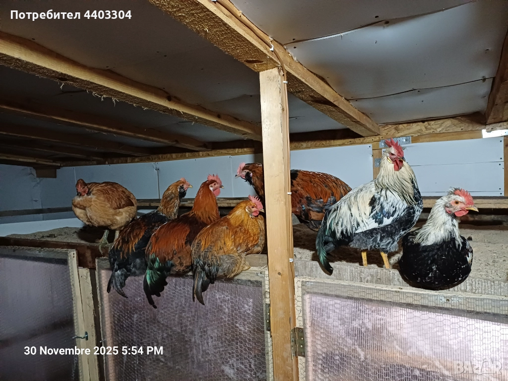 Петли , снимка 1