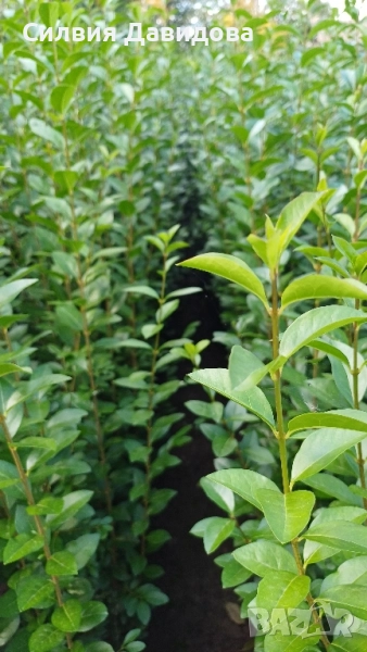 0.70лв. Лигуструм на корен, снимка 1