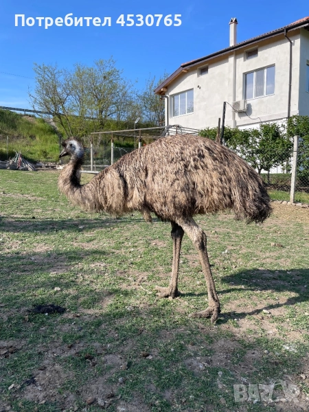 Работещ Чифт Ему, снимка 1