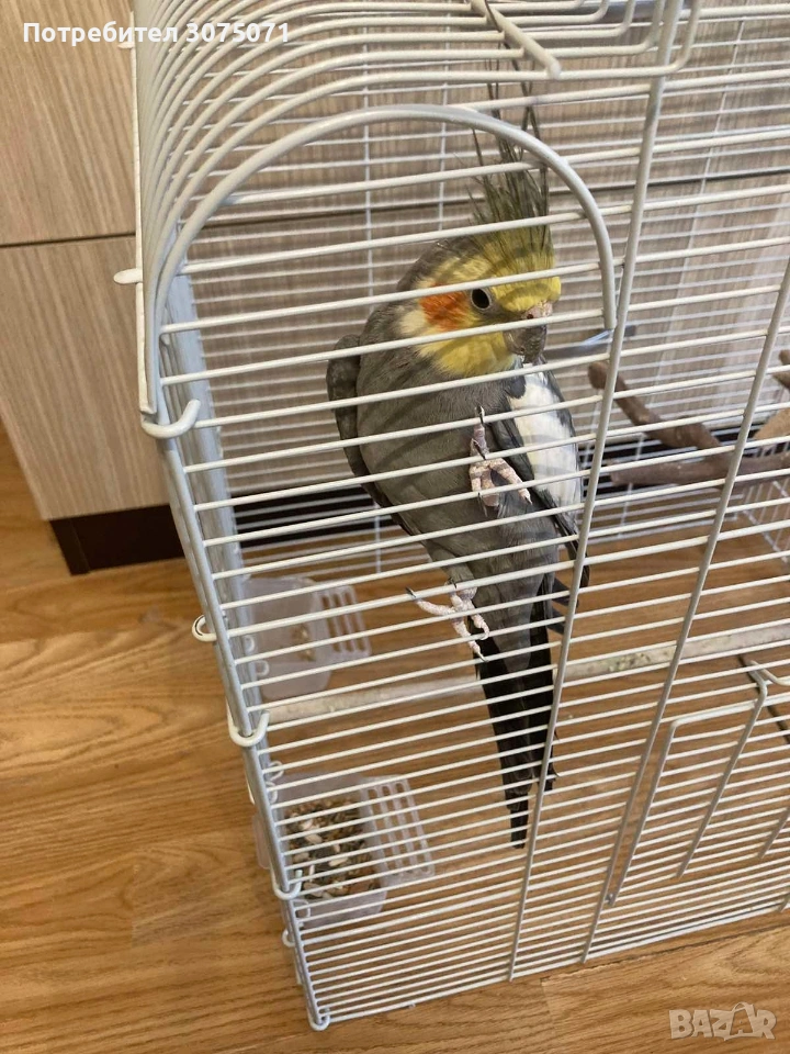 Корела, мъжки папагал, снимка 1