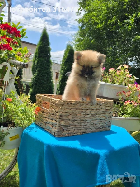 Померан Померани , снимка 1