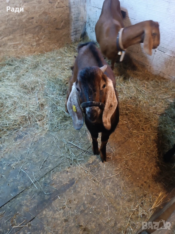 Продавам младо породисто пръчле., снимка 1