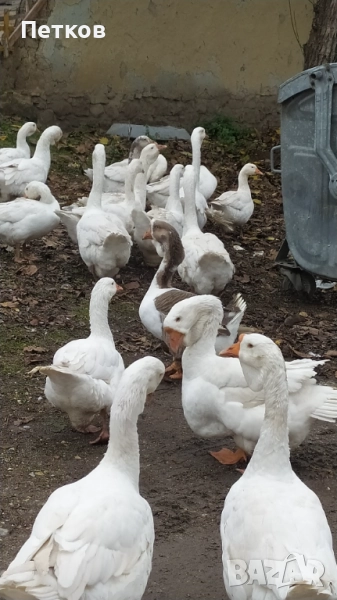 Гъски 2025, снимка 1