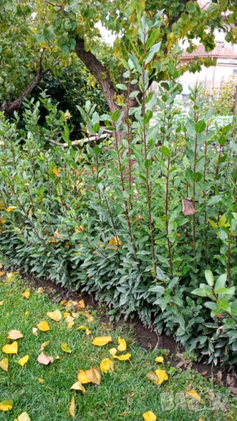 Дафина дафинов лист разсад, снимка 1