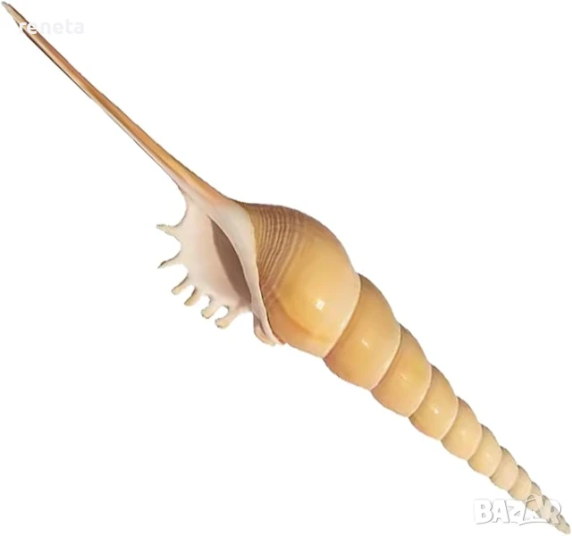 Раковина Long Nose Snail, Естествена, Натурален цвят, 23 см, снимка 1
