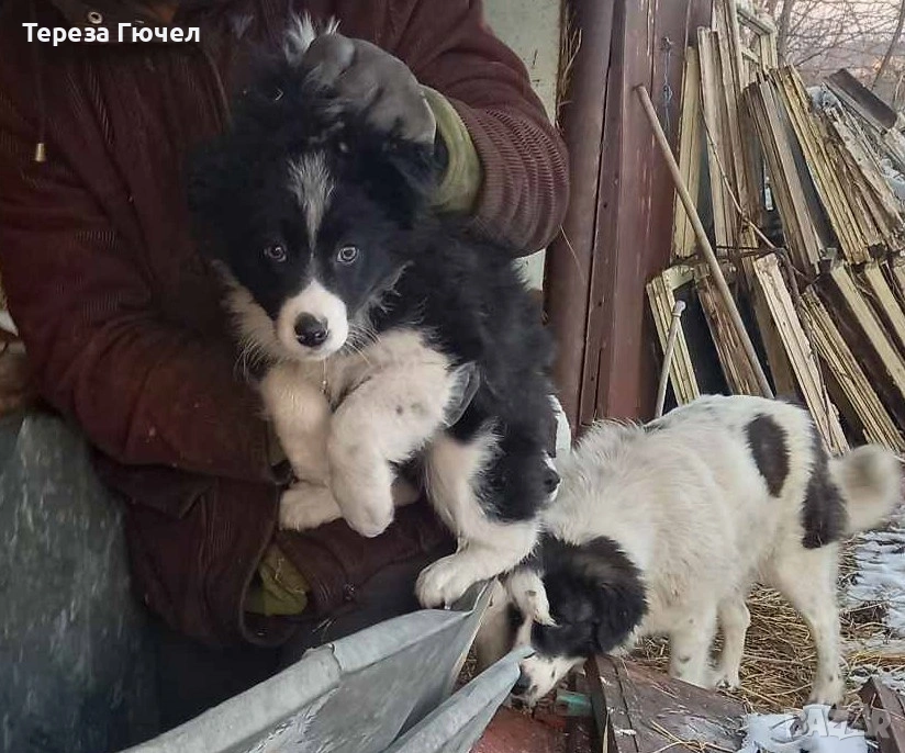 🐶 Каракачански  кученца –  Ваксинирани 🐶 обезпаразитени, каракачанки (каракачанка)🐾, снимка 1