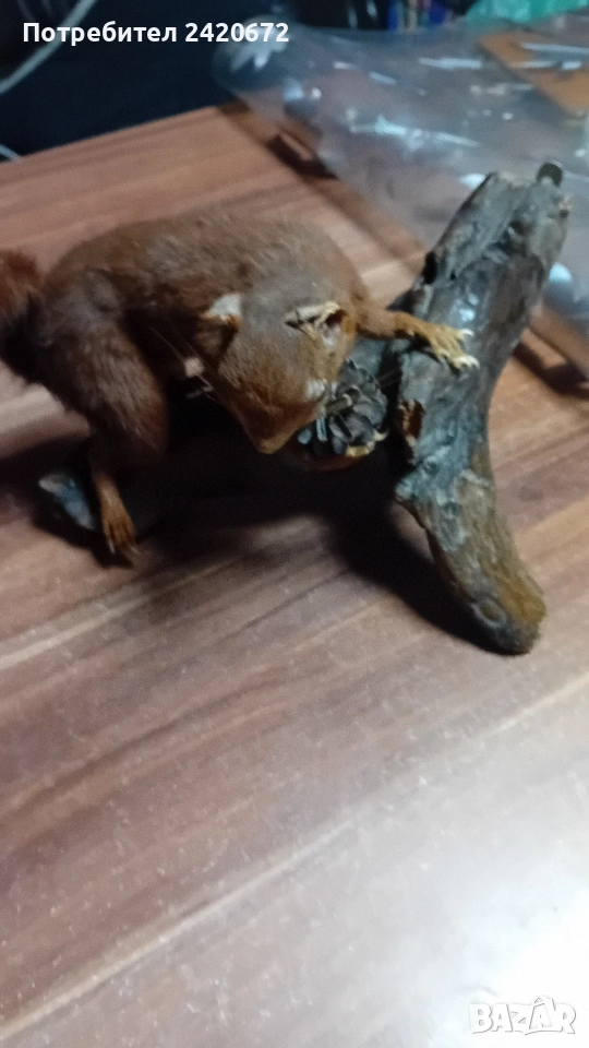 препарирана катерица, снимка 1