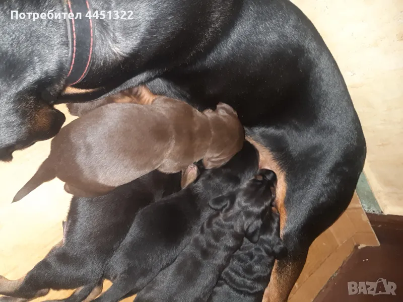 Гончета от работещи родители  , снимка 1