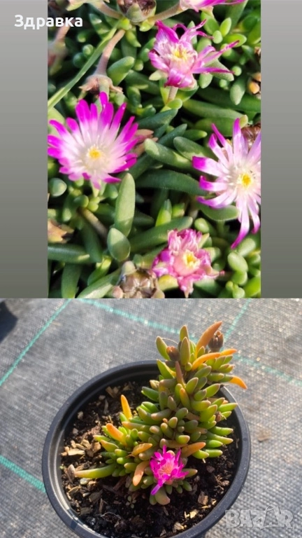 Делосперма 7 цвята , снимка 1