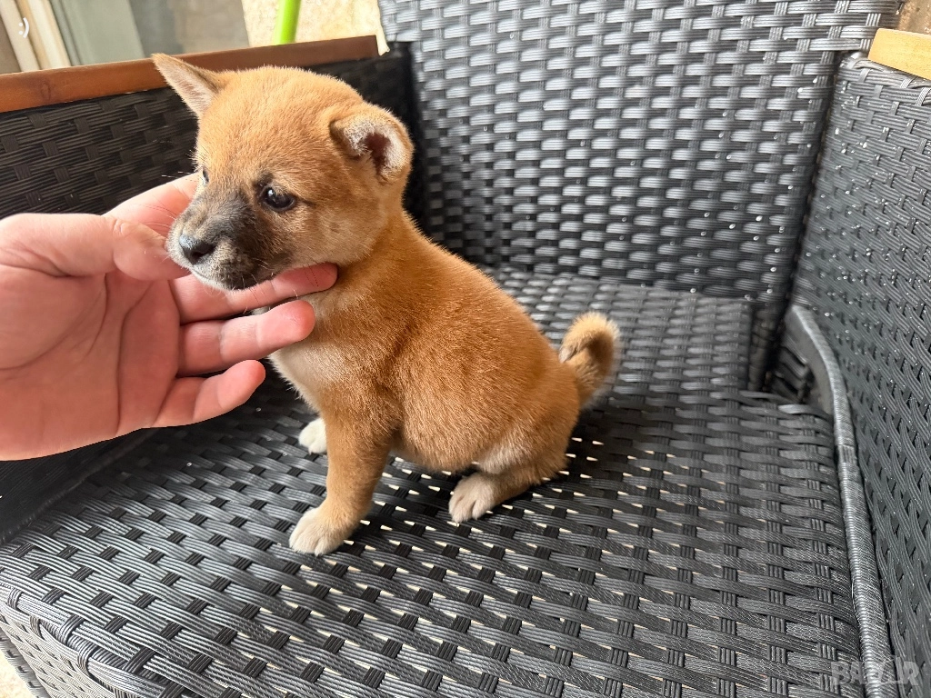 Шиба Ину Актуално от 5.12.2025, снимка 1