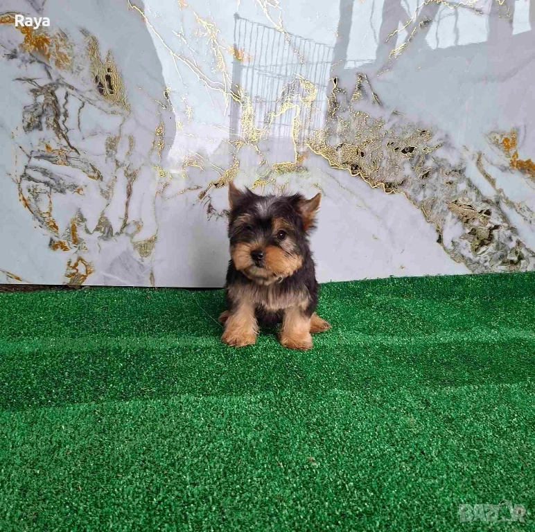 Йоркширски териер , снимка 1