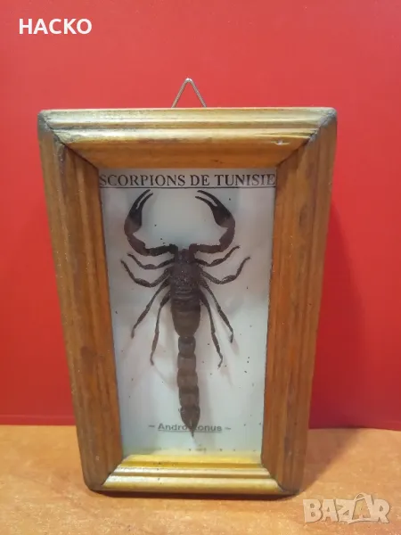 ЛЯТНА ЦЕНА Препариран ЧЕРН СКОРПИОН, снимка 1