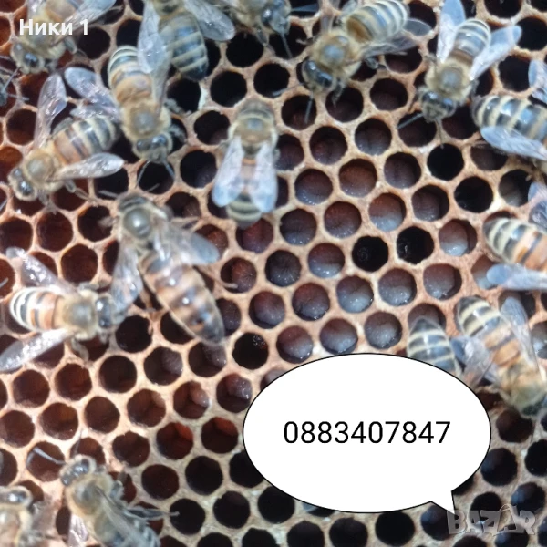 Пчелни майки оплодени - селектирани , снимка 1