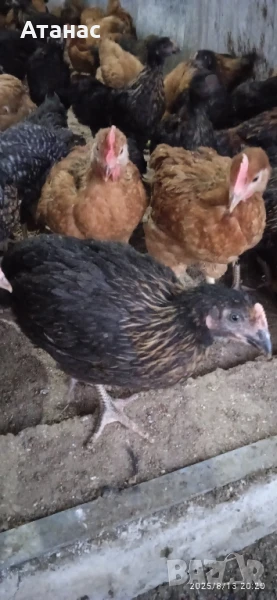 Пилета Супер харко., снимка 1