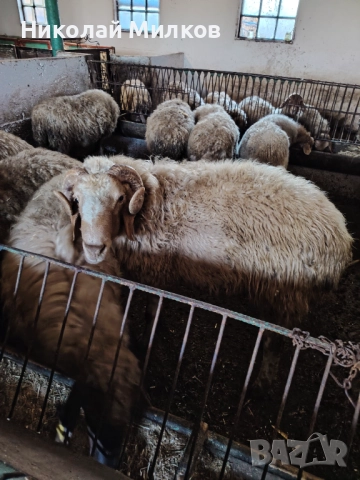 Коч аваси, снимка 3 - Овце - 52960611