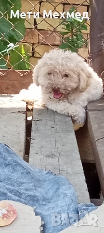 лагото, снимка 7 - Други - 51213827