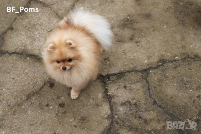 Миниатюрно момиченце померан с родословие FCI, снимка 13 - Померан - 50219721