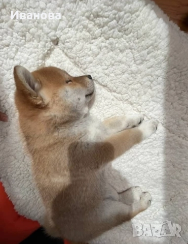 Шиба ину кученца, снимка 3 - Шиба ину - 46910234