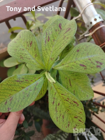 Каучуково дърво (Euphorbia Synadenium) - саксийно растение. , снимка 8 - Стайни растения - 51625139