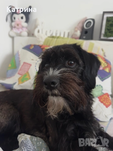 Женски Шнокер/Schnocker (шнауцер микс с кокер шпаньол) си търси мъж, снимка 5 - Други - 48058192