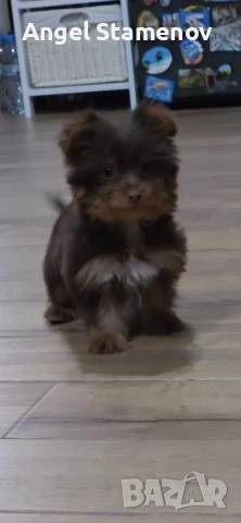 Йорки бивер мини шоколадово момченце!, снимка 11 - Йоркширски териер - 52827229