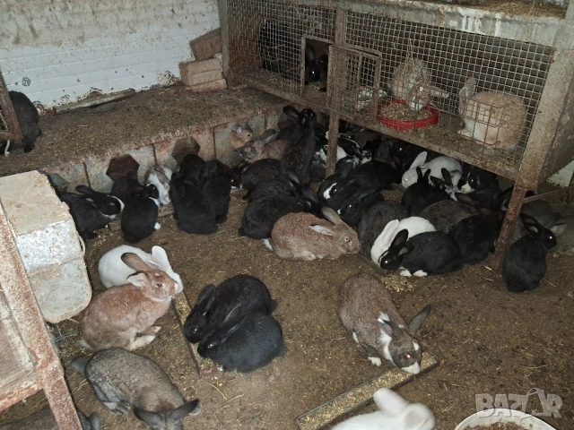 Продавам пресно заклани зайци