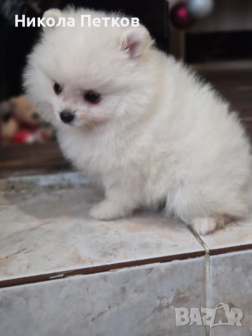Померан , снимка 9 - Померан - 52790471