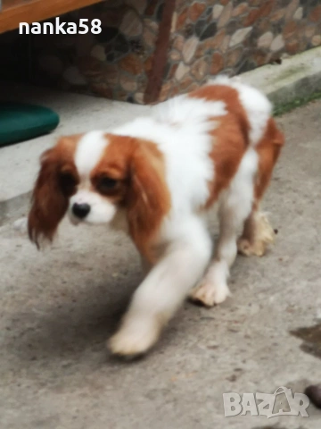 Кавалер за разплод, снимка 2 - Кавалер кинг чарлз шпаньол - 53015296