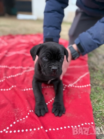 Мъжко Кане корсо, снимка 8 - Кане корсо - 52884652