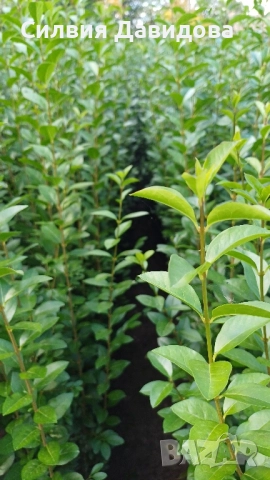 0.70лв. Лигуструм на корен