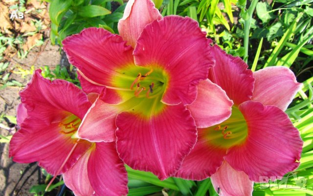 Продавам Цветя Хемерокалис - за пролетно засаждане, снимка 6 - Разсади - 36687859