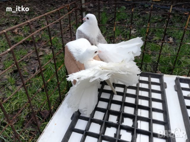  ФЕНЕРЛИИ 60 лв., снимка 9 - Гълъби - 24470593