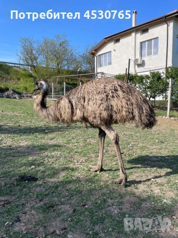 Работещ Чифт Ему, снимка 1