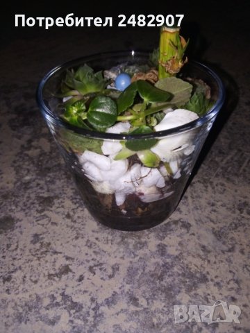 Сукуленти в стъкло, снимка 3 - Декорация за дома - 38312763