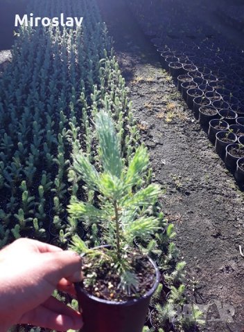 Сребрист Смърч-(Picea Pungens Glauca), снимка 5 - Градински цветя и растения - 32902092