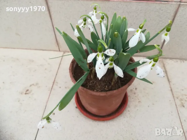 КОКИЧЕТА 0103251719, снимка 2 - Градински цветя и растения - 49326738