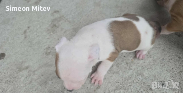 Американски Стафордшир Териери (Амстаф) , снимка 7 - Американски стафордширски териер - 52282473