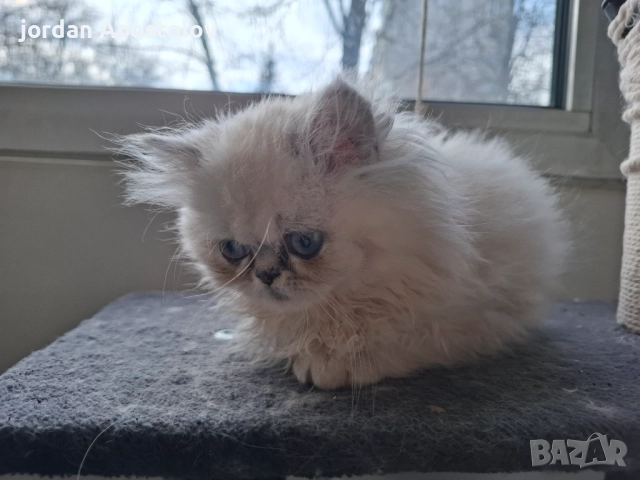 Малки,сладки и гушливи ангелчета търсят своя нов обичан дом!, снимка 7 - Персийска - 52999813