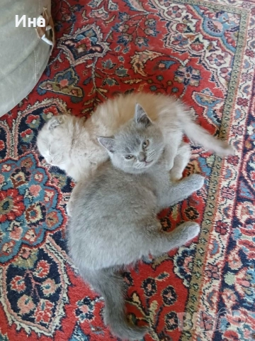 шотландски котки, снимка 9 - Други - 51869275