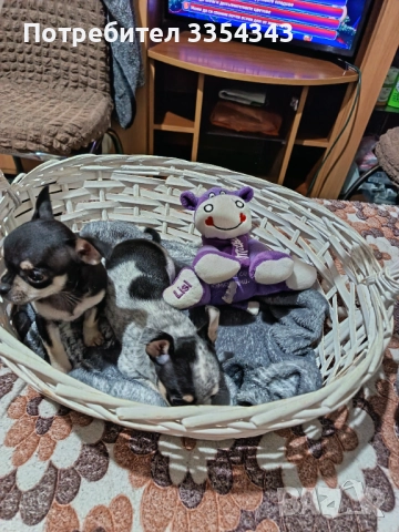 Чихо пинчери родени са 23.11.25, снимка 3 - Чихуахуа - 52791732